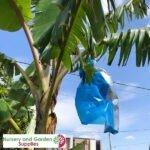 Banana Bunch Protection Cover x 5 - Banana Ripening Bag - Aus Made