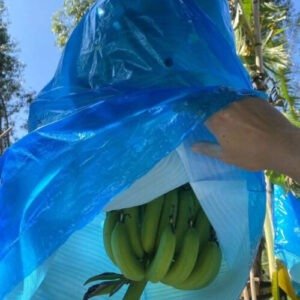 Best Banana Protection Bags