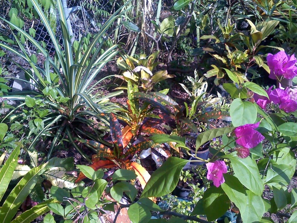 Landscaping