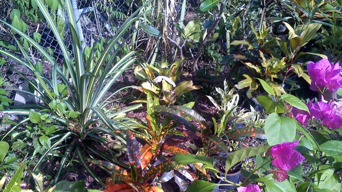 Darwin Dry Season Gardening Checklist