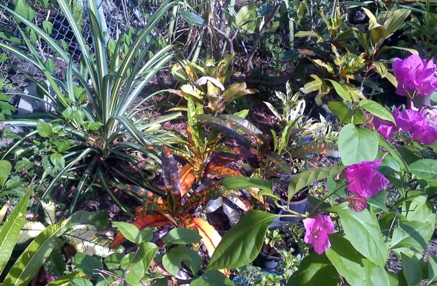 Landscaping
