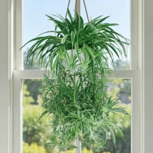 The Spider Plant